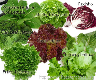 Radishio Butterhead Lettuce Oak Leaf Romaine and Cos Lettuce Iceberg Coral and Frillice Iceberg Lettuce