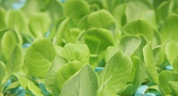 hydroponics ผัก hydroponic การปลูกผักไร้ดิน