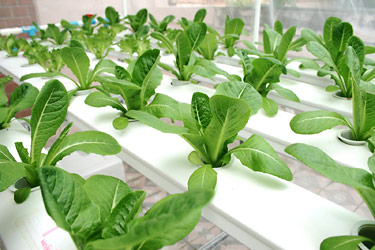 hydroponics ผักไร้ดิน พืชไร้ดิน การปลูกผักสวนครัว ไร้ดิน