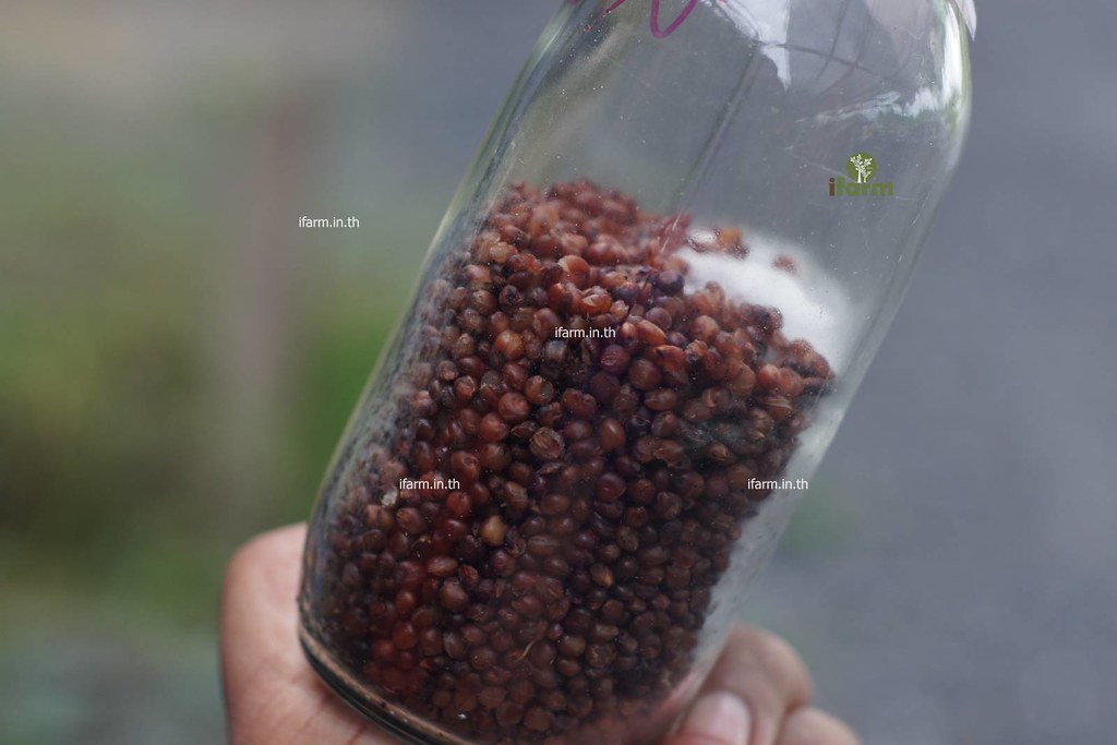 เพาะเชื้อเห็ดนางฟ้า