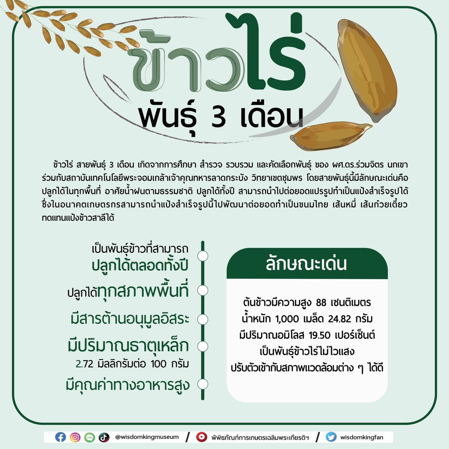 ข้าวไร่พันธุ์สามเดือน ปลูกได้ทุกพื้นที่