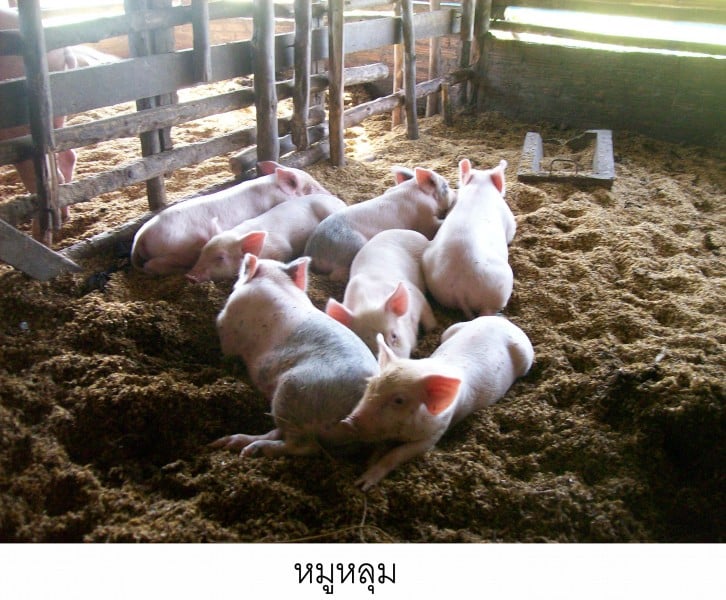 การเลี้ยงหมูหลุมต้นทุนต่ำ
