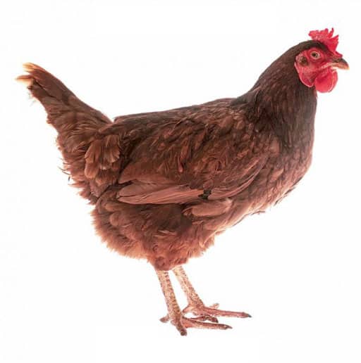 การเลี้ยงไก่ไข่พันธุ์โร้ดไอส์แลนด์เรด