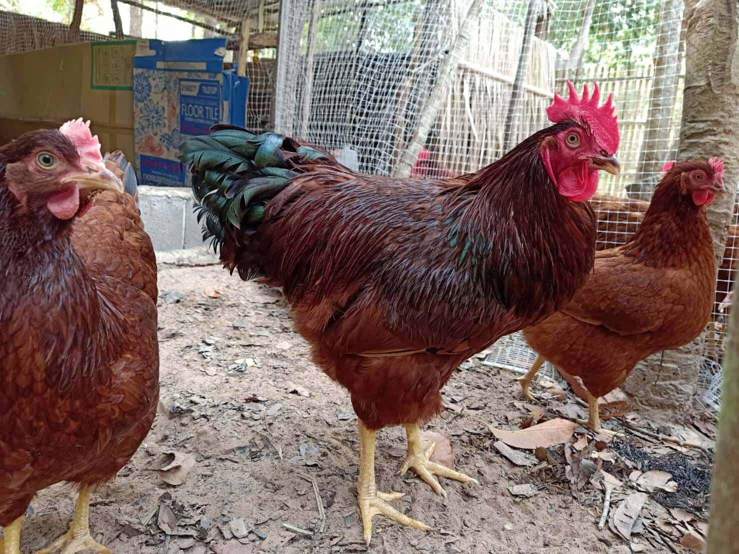 การเลี้ยงไก่ไข่พันธุ์โร้ดไอส์แลนด์เรด
