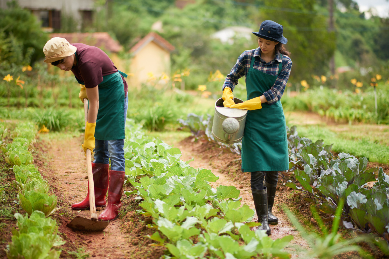 organic farm